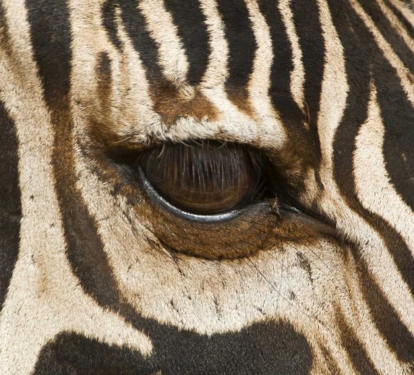 Tanzania, Tarangire NP Eye of a common zebra